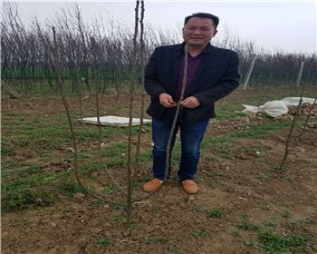 南陽(yáng)客戶服務(wù)柱狀蜜梨的修剪技術(shù)指導(dǎo)